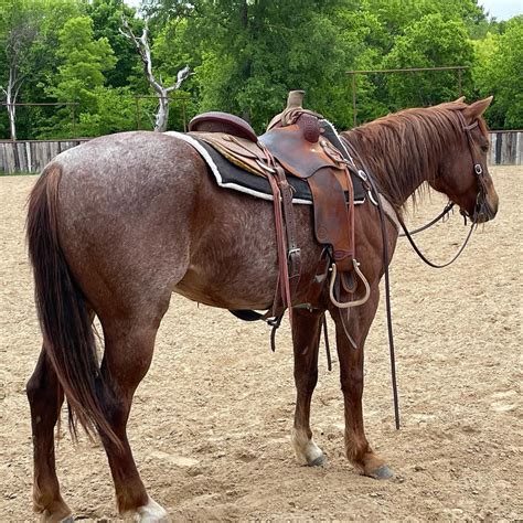 Tel Em Im Stylish 2021 red roan 2yo filly sired by Meteles Cat LTE 433,564. . Horses for sale in east texas